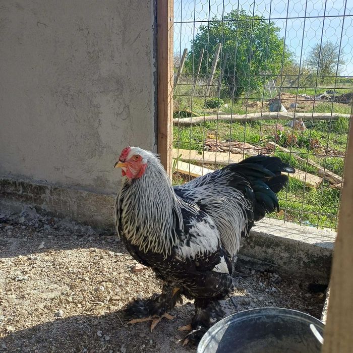 Vând cocoși Brahma