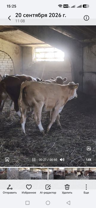 Продам Бычки подсосы