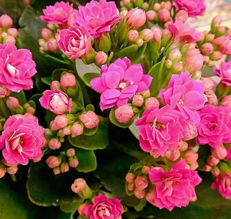 Продам/обменяю комнатные цветы