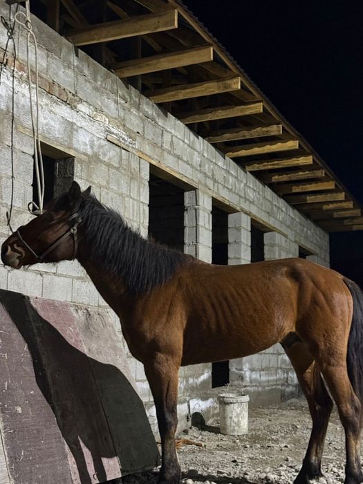 Жылқы ат дөнен айғыр