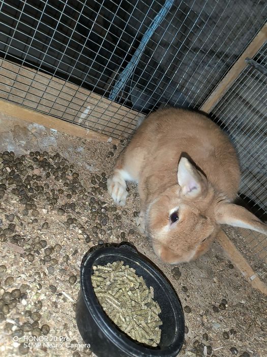 Quyonlar Burgun, sames-samka quyonlar