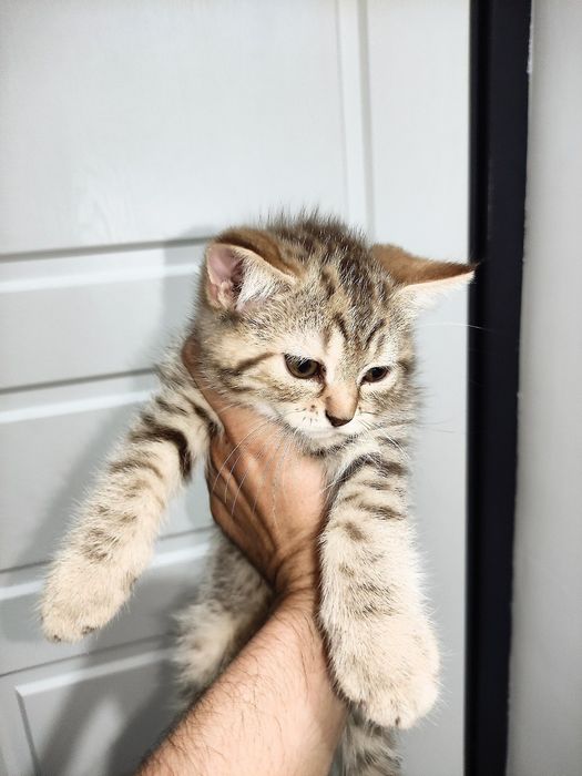 Скоттиш-страйт (шотландская прямоухая).