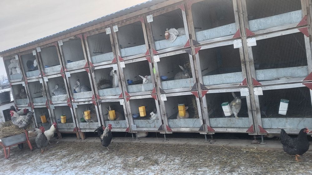 Cocoși 8 buc din Botoșani , Vârfu Câmpului