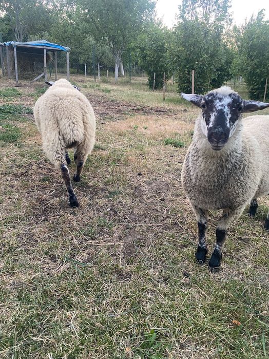 Vand mieluta Suffolk cu Ille de france