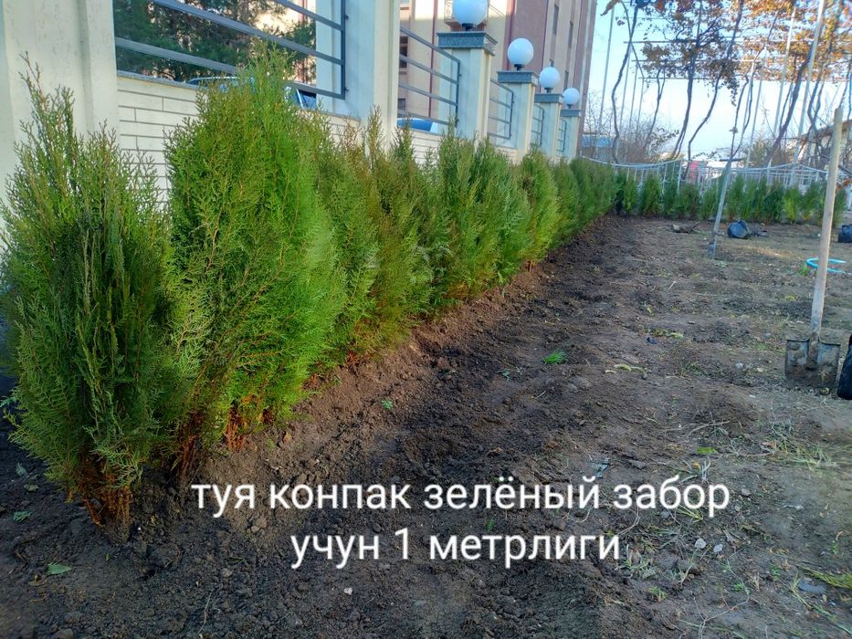 Сасна элдарски книжный можовелник туя и другие.