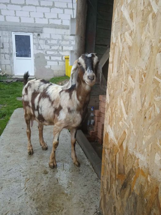 Capre anglo nubian si alpine franceze