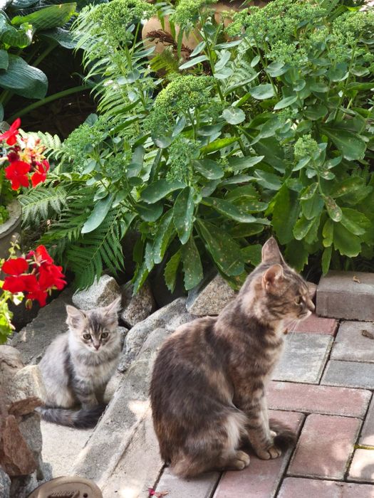 Отдам котят от горной кошки