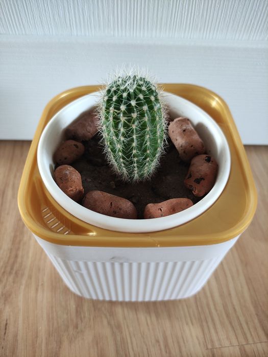 Кактус для энергии