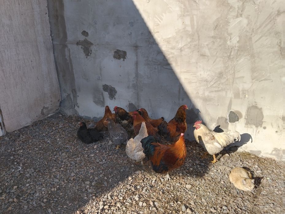 Продам молодых петухов