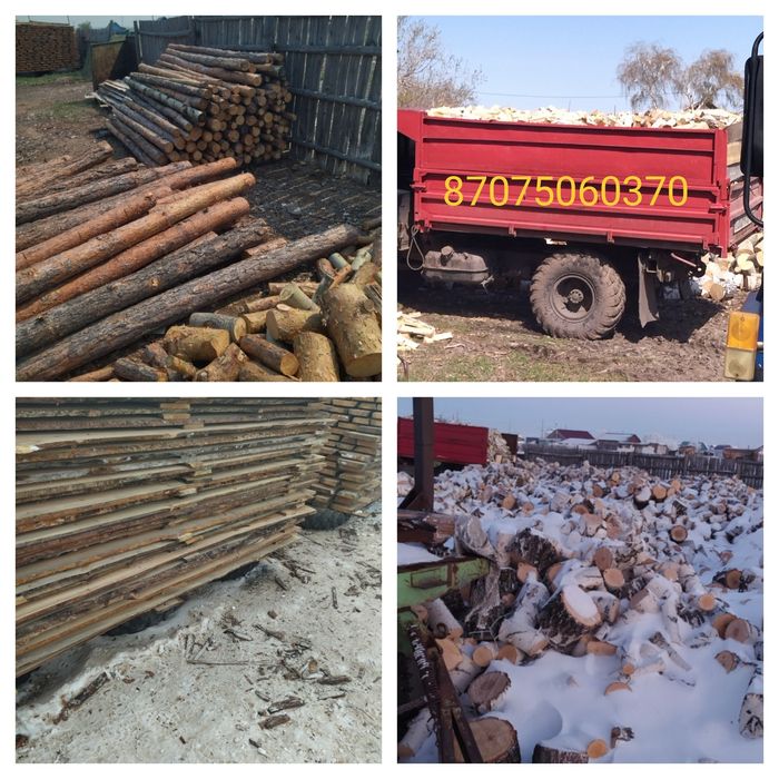 Берёза Белая, Сосна