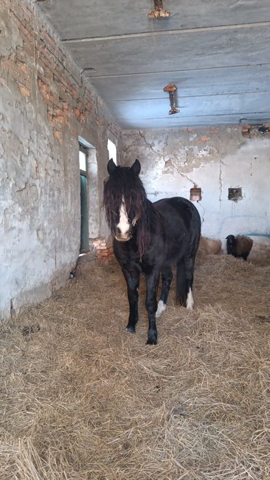 Племеной Жеребец Данчак