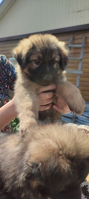 Продам щенков немецкой овчарки