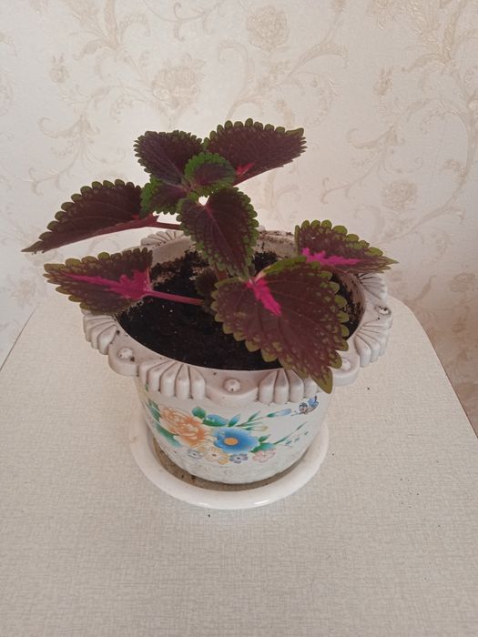 Продам комнатные цветы