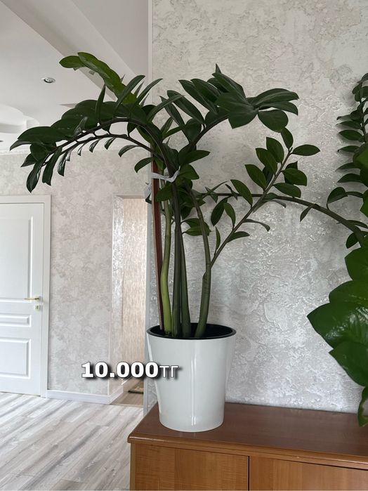 Продаю комнатные цветы