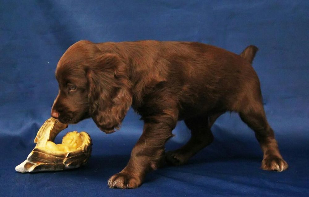 Спаниель Шоколадка