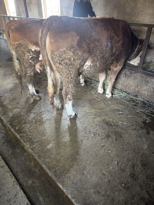 Vaci bălțate românești