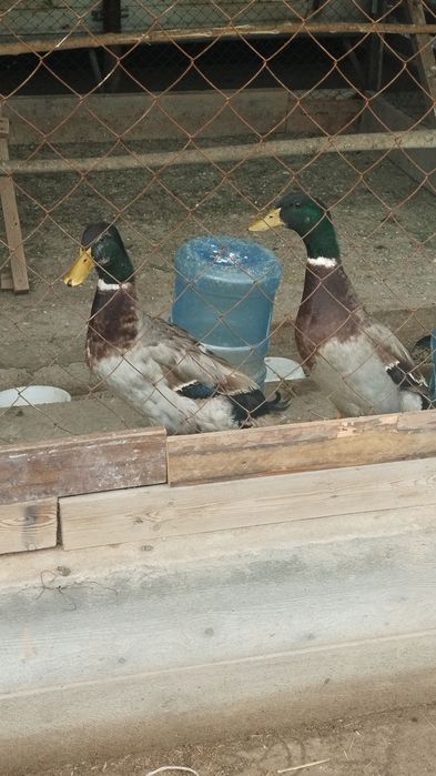 Òrdaklar sotiladi 3 ta bor bittasi oq faqat erkak 3 chalasiyam