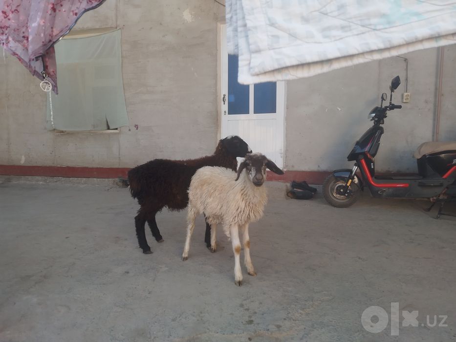 Egizak nar qazoqi Barra