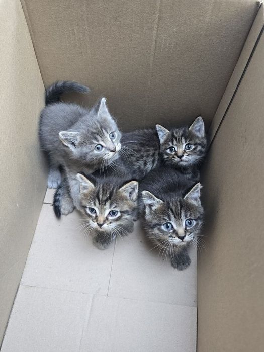 Отдам милейших котят