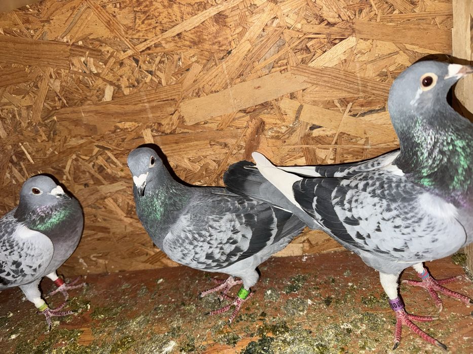 Disponibili porumbei din lipsa de spatiu