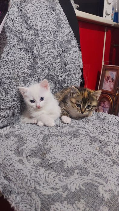 Отдам котят в ДОБРЫЕ РУКИ!