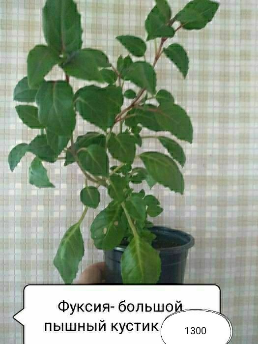 Продам комнатные растения
