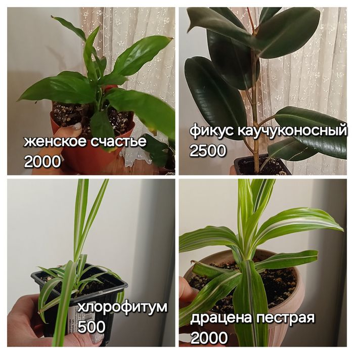 Отростки разных цветов