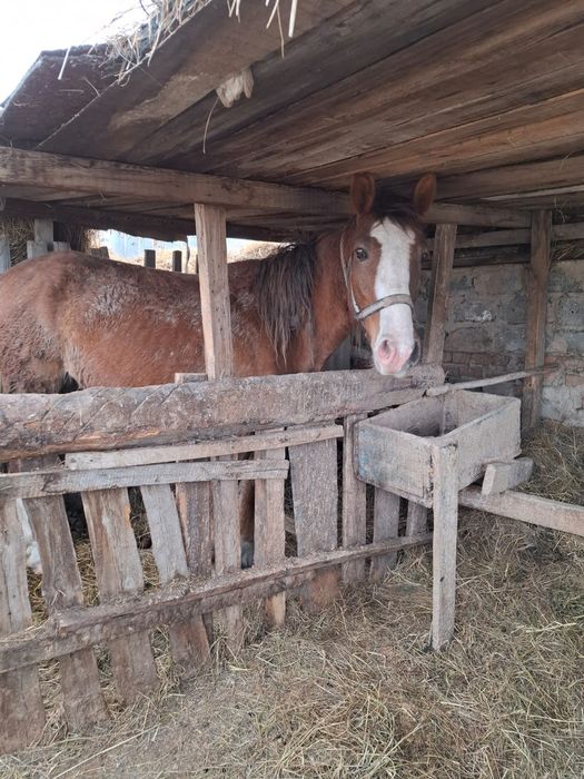 Продам лошадь, байтал