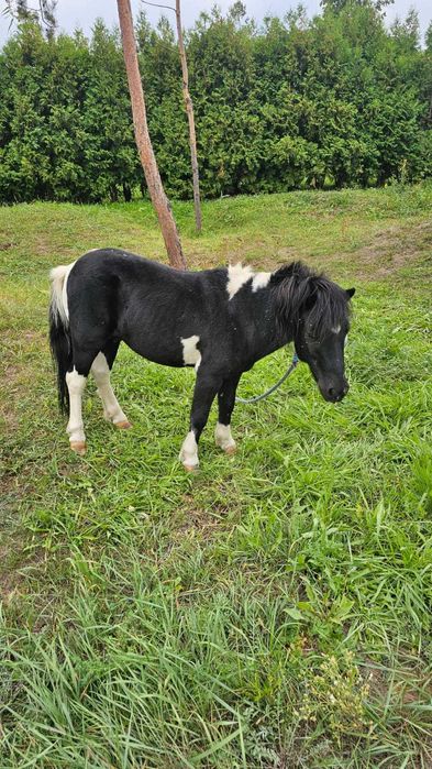 Продам пони красивое