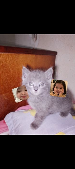 Бесплатно котята срочно