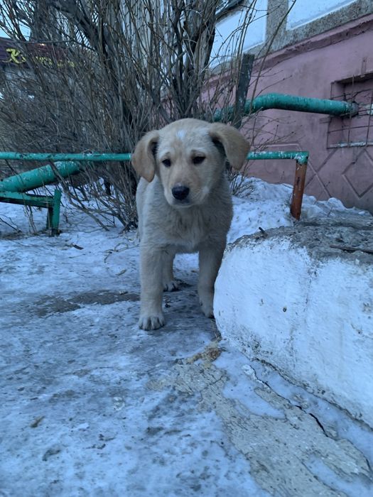 Щенок в хорошие руки