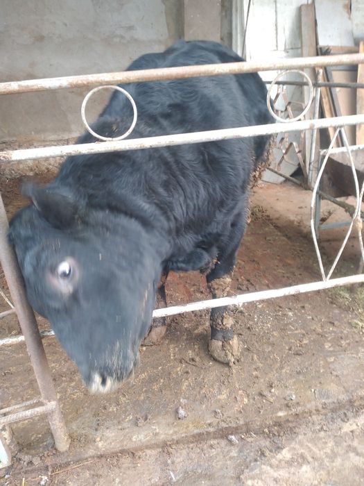 buqasha Angus 7,8 oili