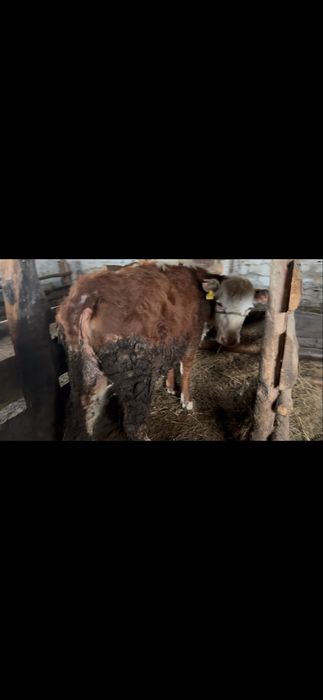 Продам корову стоит на откорме