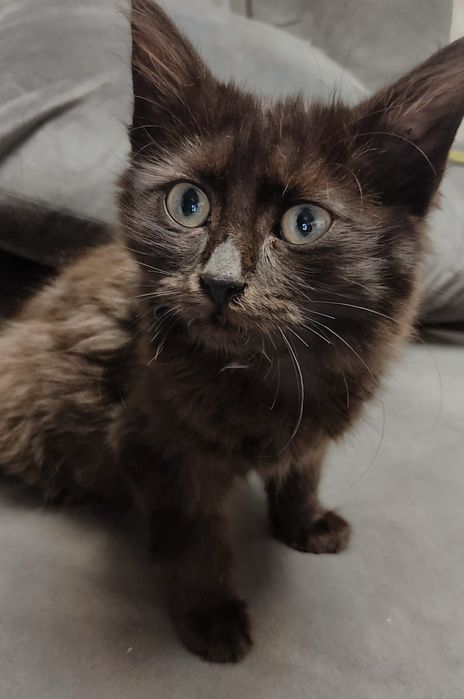 Котёнок мальчик бесплатно