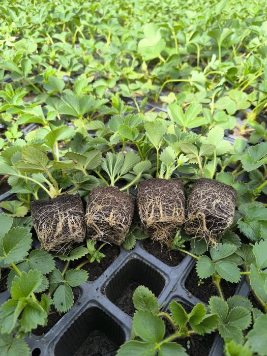 Италиянинг эртапишар альба, клери ва ремонтант мурано  кўчатлари