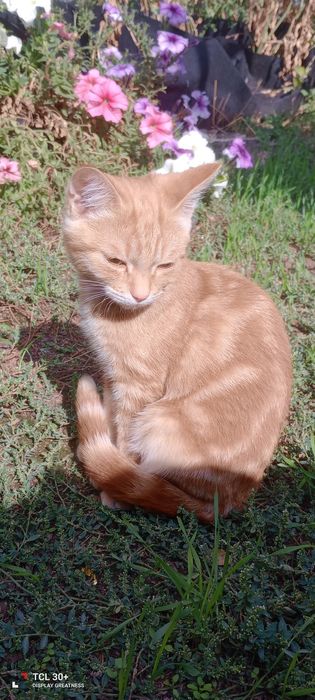 Отдам котенка в добрые руки