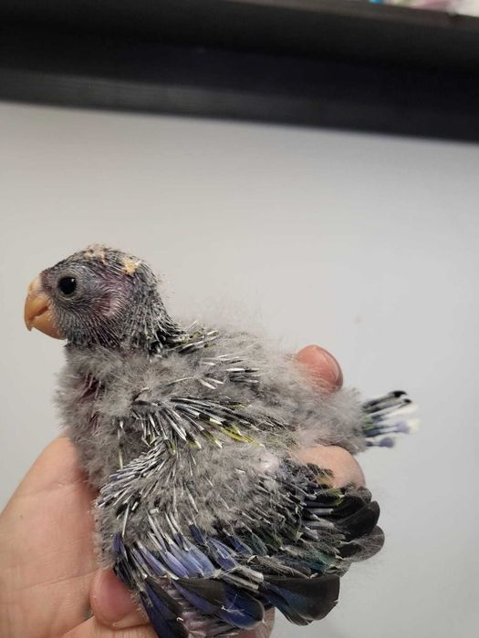 Pui papagali Rosella