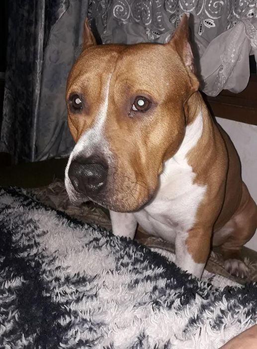 Продам щенка в хорошие руки