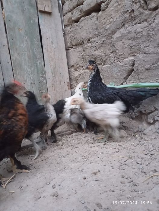 Jo'jalar ho'rozlari ajratilib sotiladi 2-3- oylik