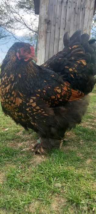 Brahma Gold Laced  schimb/vind