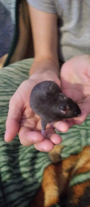 Хомеки 4 3 мальчика 1 девочка