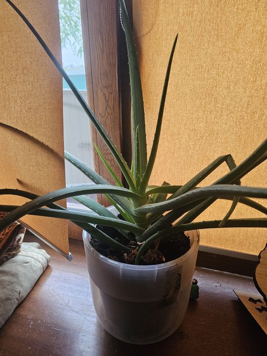 Алоэ цветы домашные