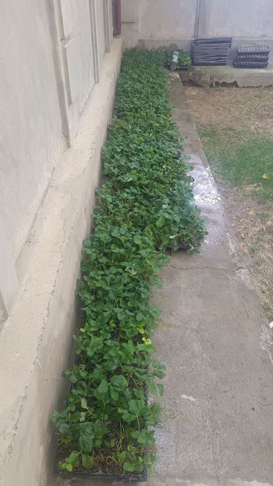 кулпиной клубника