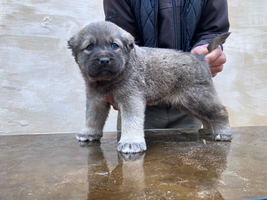 Щенок Кангала Чистокровный