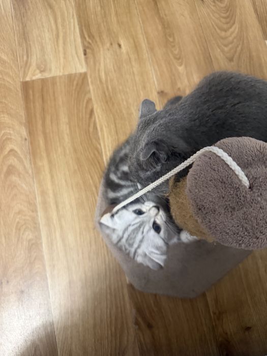 Шотландский Вислоухий