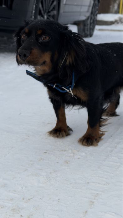 Щенок 1,5 месяца