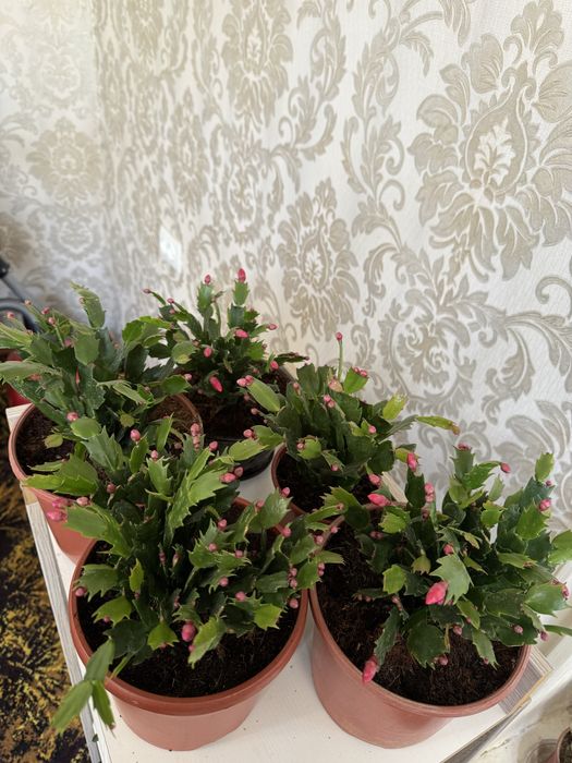 Шлюмбергера (декабрист)