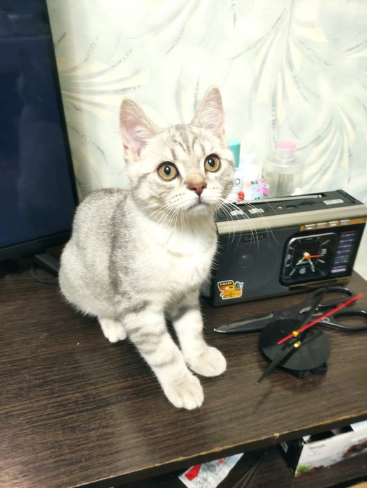 Шотландские котята