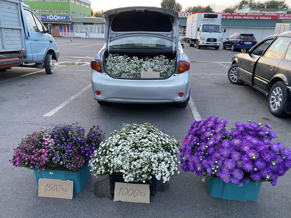 Свежие астры — яркие, пышные цветы для красивого букета