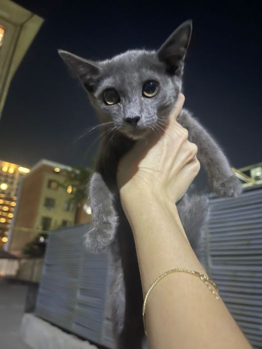 Котенок в добрые руки